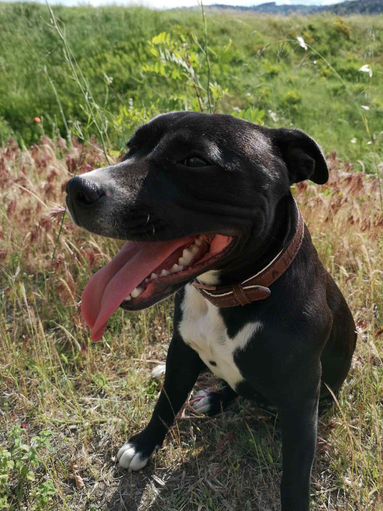 Canifornia-petsitter-Switch