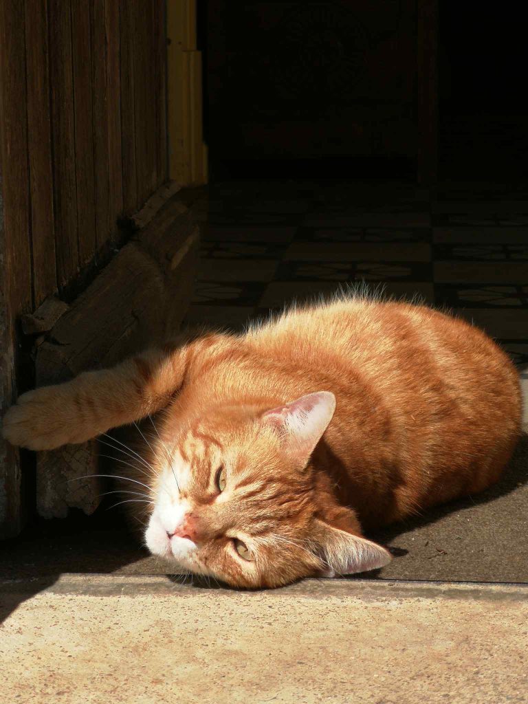 Canifornia-petsitter-Hades